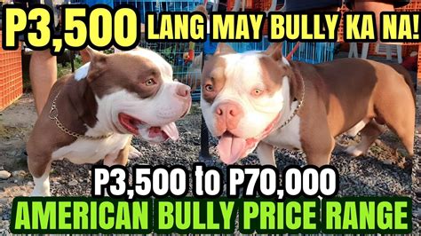 american bully price range philippines